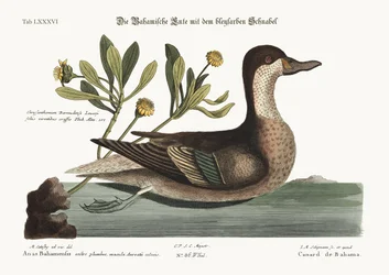 The Ilathera Duck, 1749-73